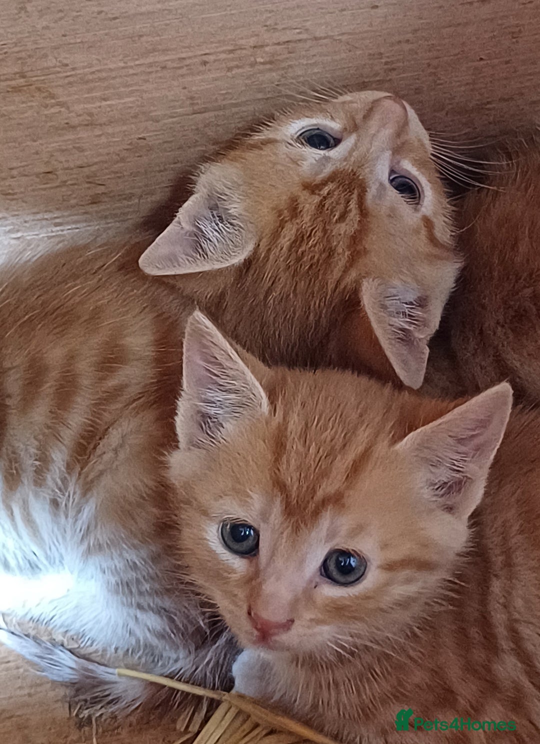 Domestic Shorthair cats for sale: Friendly Farm Bred Kittens,Ready To Leave Now 🐾 - Image 16
