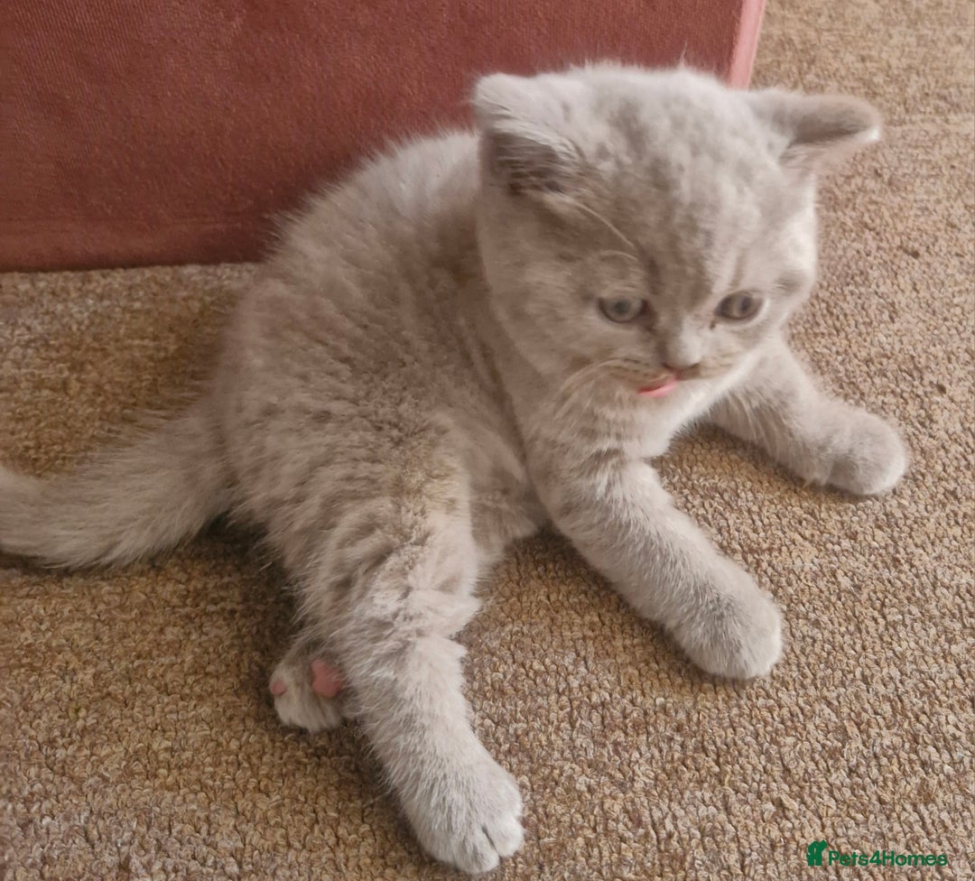 British Shorthair cats for sale: Beautiful BSH (2 Males & 2 Females, Blue & Lilac) - Image 24