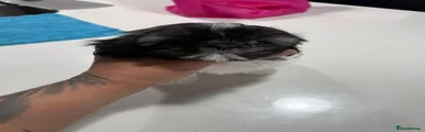 Shih Tzu 4