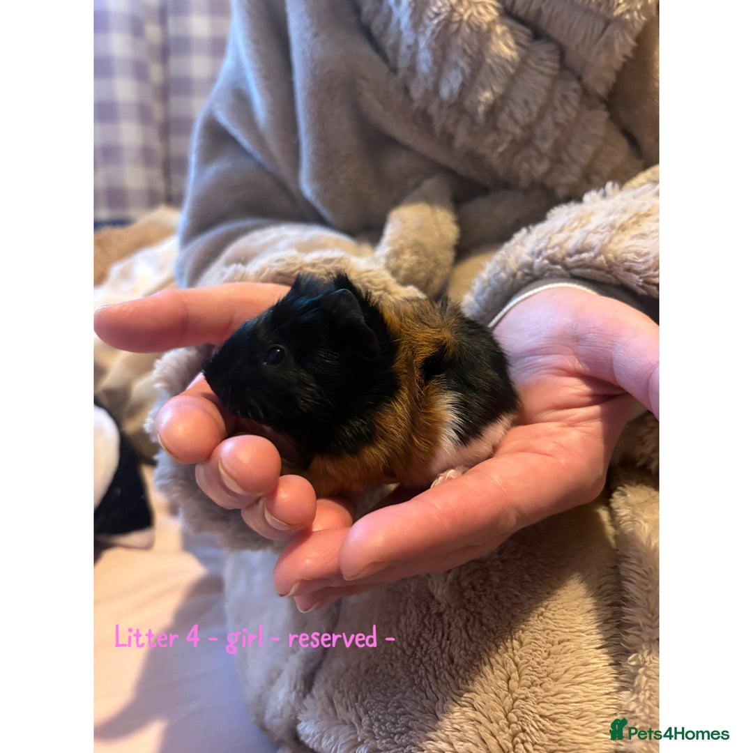 Guinea Pig rodents for sale: Beautiful baby guniea pig for sale Girls & Boys - Advert 16