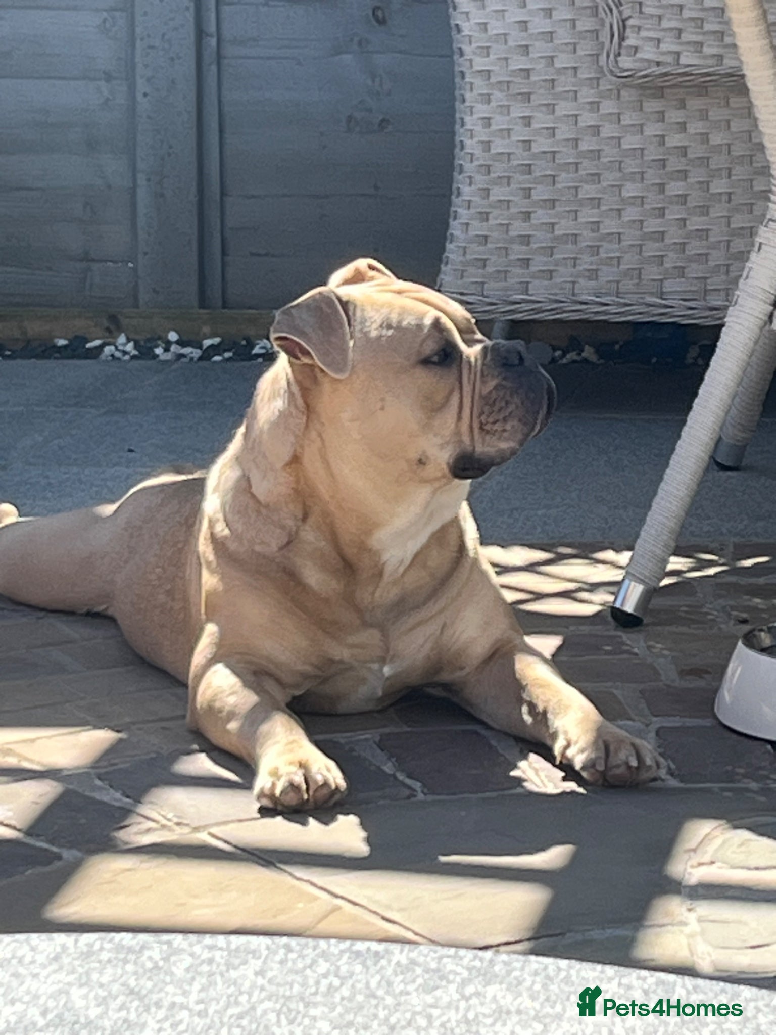 Mixed Breed dogs Buster Olde English bulldog  - Advert 4