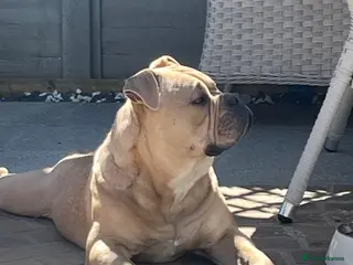 Mixed Breed dogs Buster Olde English bulldog - Advert 4