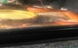 Corn Snake reptiles for sale: 5 Year Old Corn Snake - Image 3