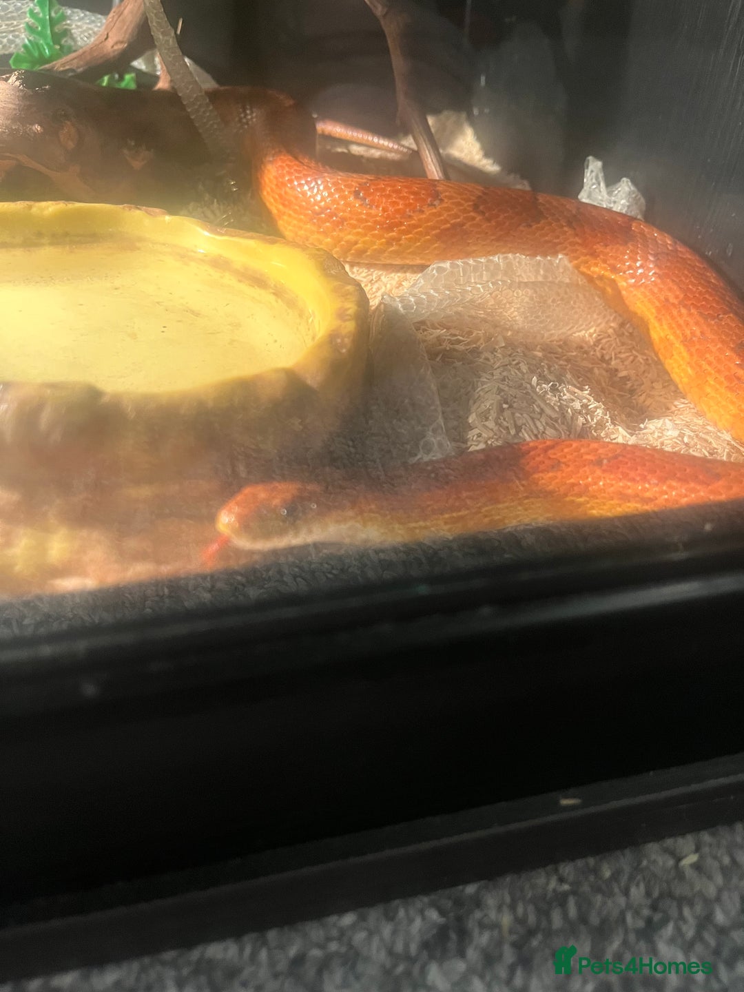 Corn Snake reptiles for sale: 5 Year Old Corn Snake - Image 3