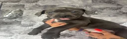 Mixed Breed dogs for sale: Cane corso X lab - Advert 9