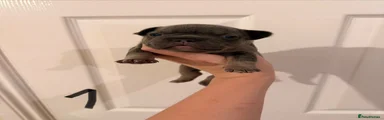 French Bulldog 3