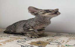 Devon Rex cats for sale: Devon Rex - Image 3