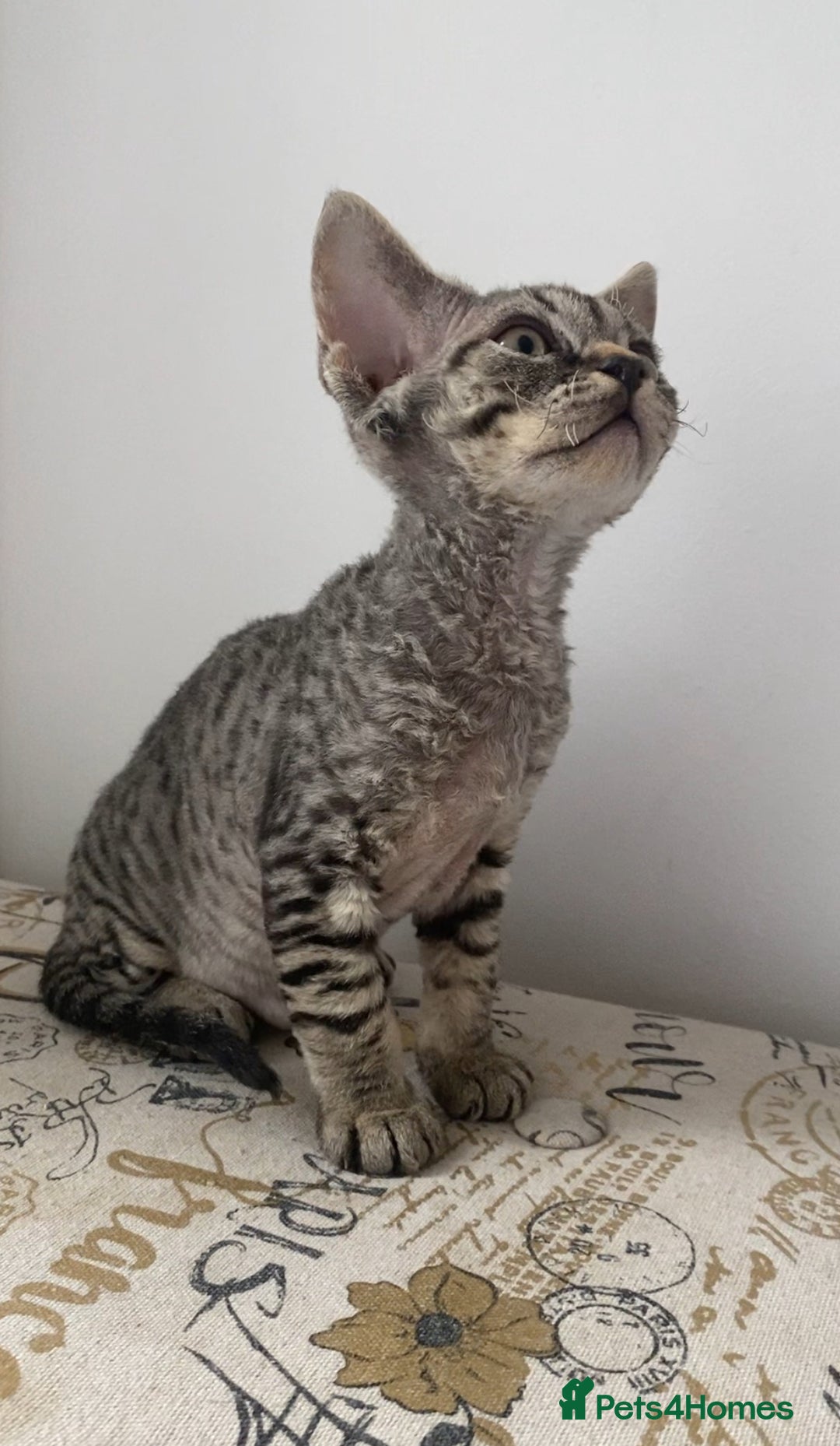 Devon Rex cats for sale: Devon Rex - Image 3