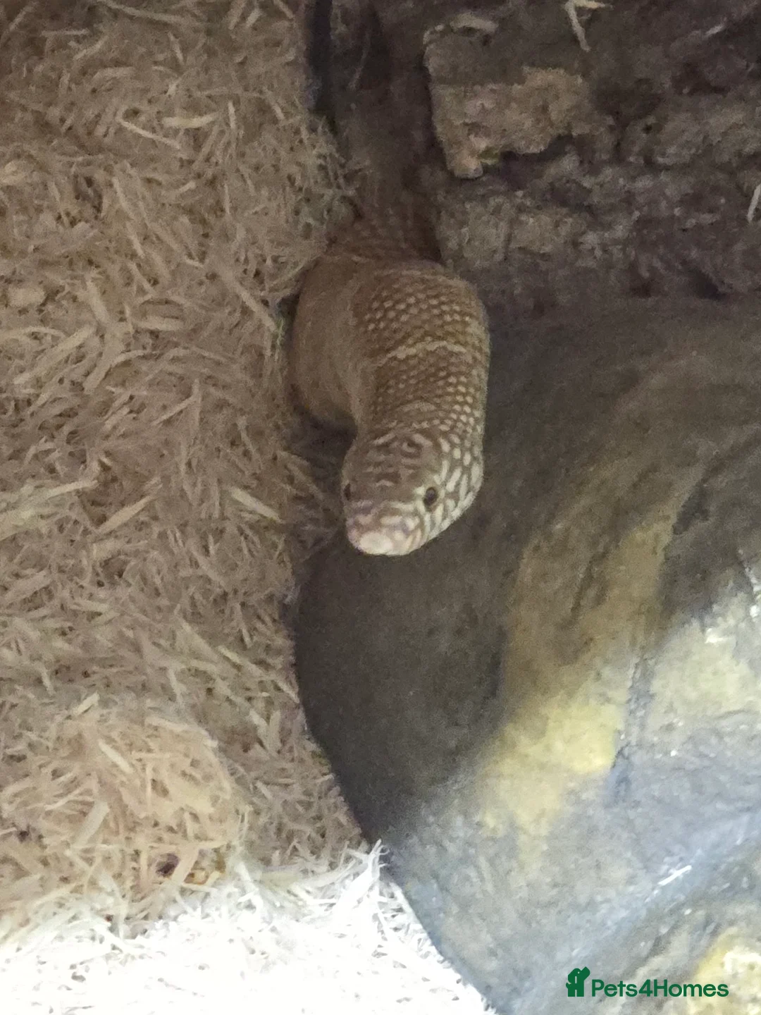 King Snake reptiles for sale: Two female Florida Brooks King Snakes - Advert 2