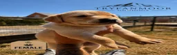 Labrador Retriever dogs for sale: KC Registered Working Labrador Retriever Puppies - Advert 7