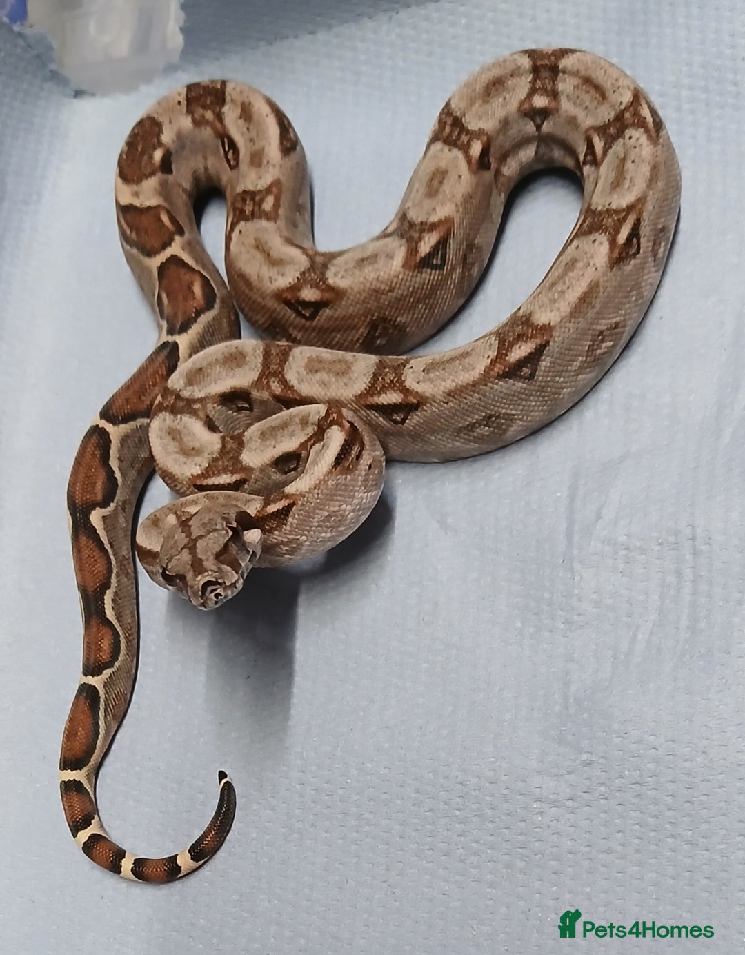 Boa Snake reptiles for sale: Baby Boa constrictor  - Image 2