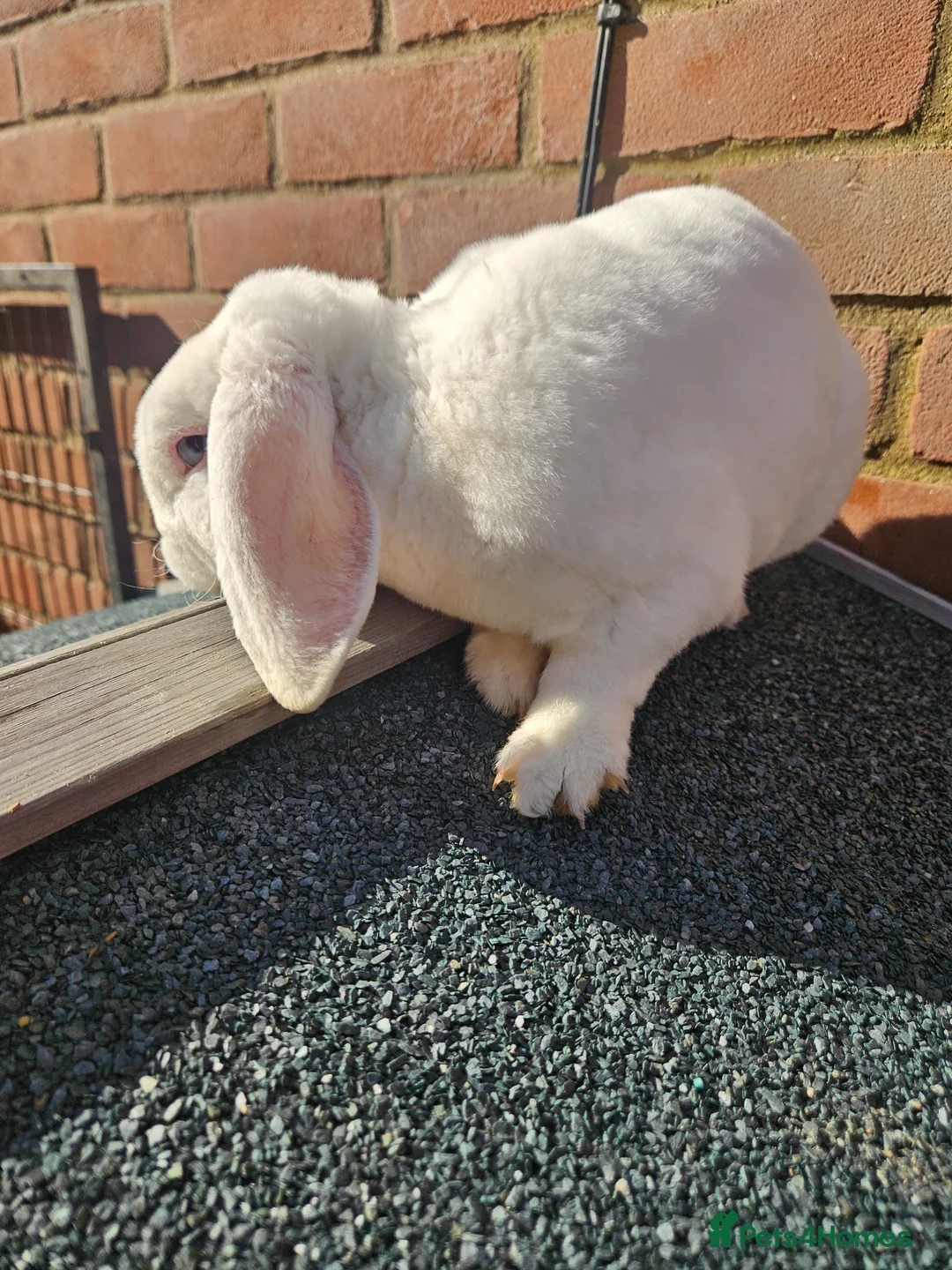 Mini Lop rabbits for sale: Mini Plush Lops - Suffolk - Advert 16