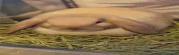 Mini Lop rabbits for sale: Bunny Haven  in Cheadle - Advert 4