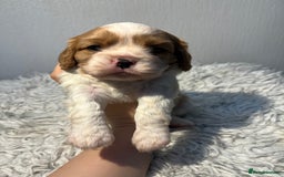 Cavalier King Charles Spaniel dogs for sale: Cavalier puppies  - Advert 7