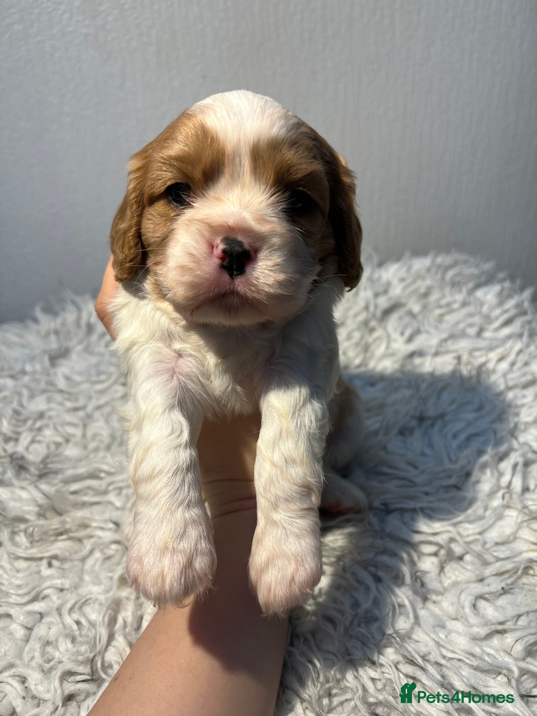 Cavalier King Charles Spaniel dogs for sale: Cavalier puppies  - Advert 7