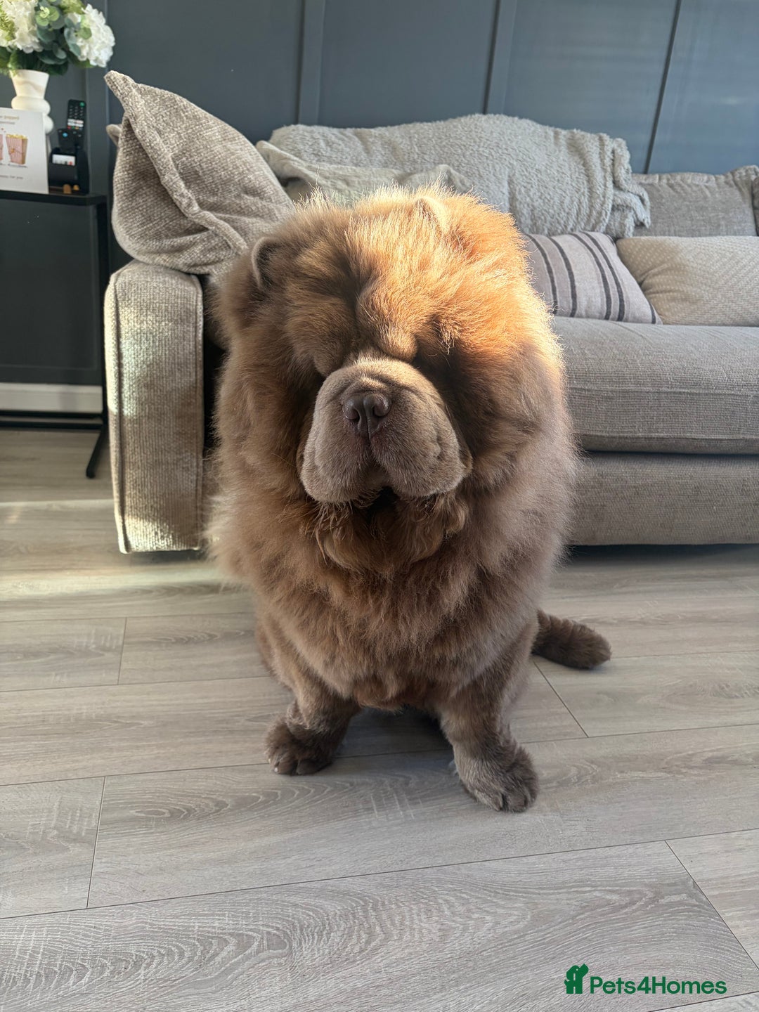 Chow Chow dogs for stud: Enzo the Lilac Chow Chow for stud 🦁 - Advert 7