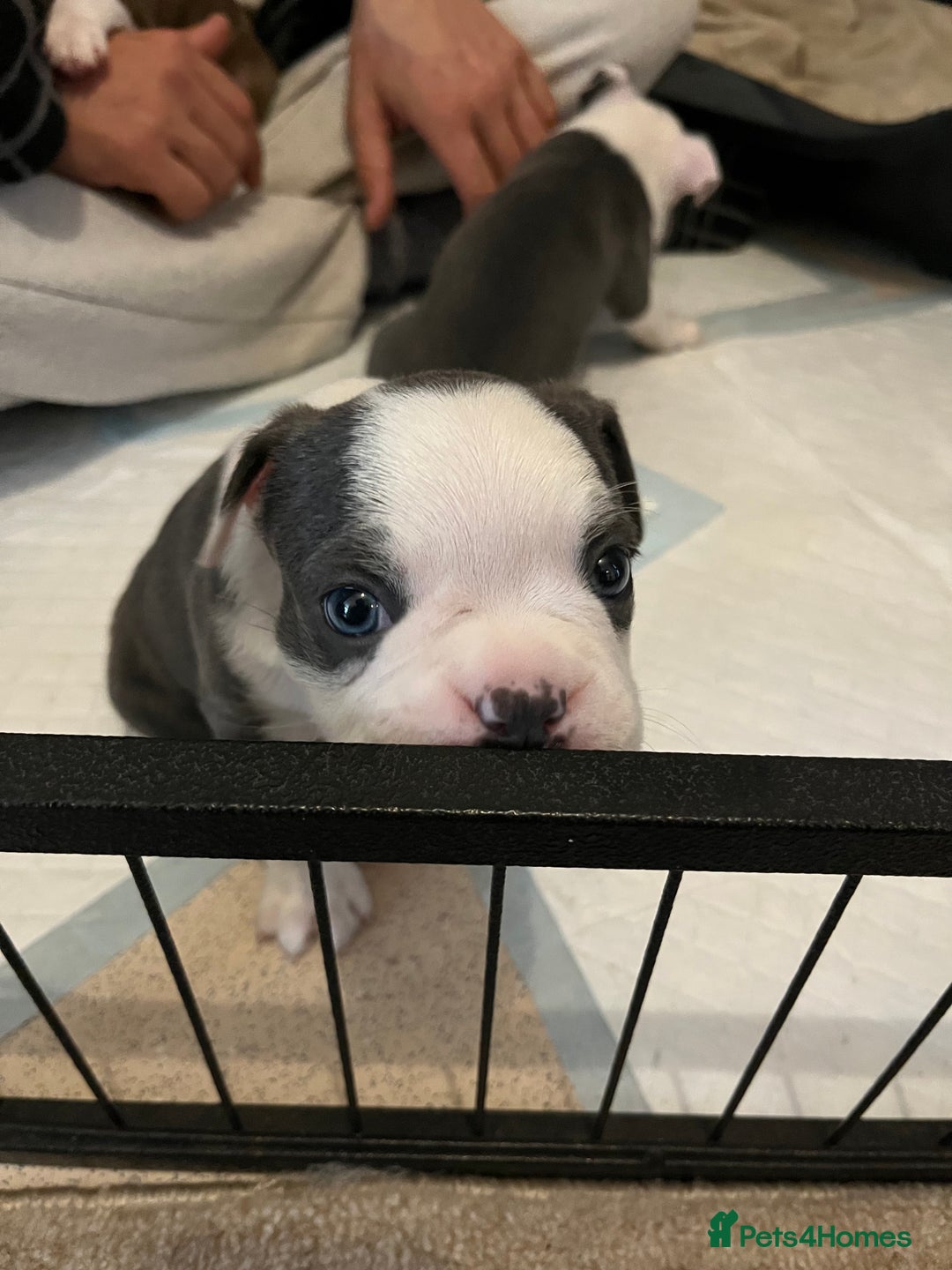 Boston Terrier dogs for sale: Stunning Bostons *1 BEAUTIFUL BOY REMAINING* - Advert 19