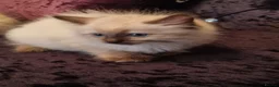 Ragdoll cats for sale: Beautiful Ragdoll Kittens - Advert 4