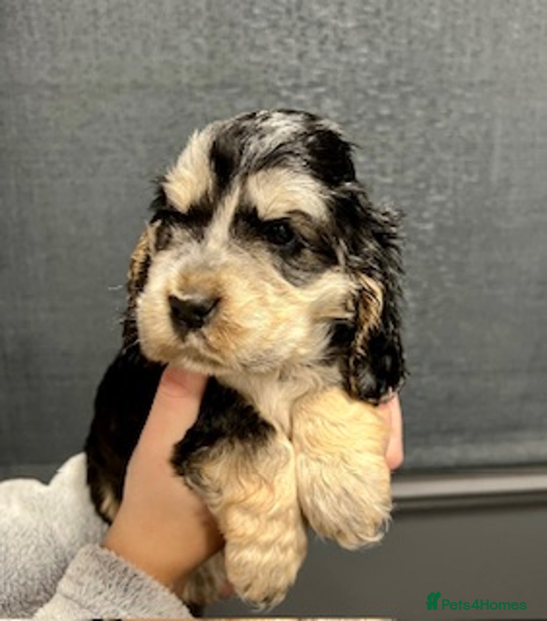 Cocker Spaniel dogs for sale: Show Cocker Spaniel puppies from DNA tested parent - Advert 6