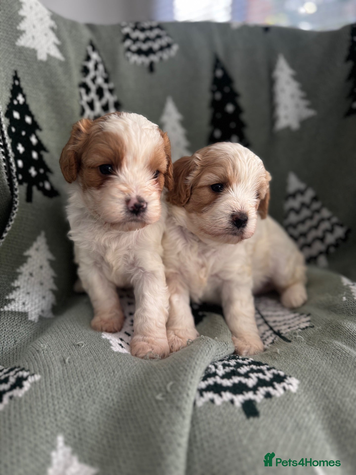 Cavapoo dogs Cavapoo puppies F1 fully health tested parents - Advert 1
