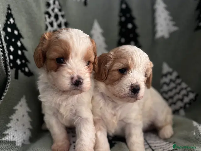 Cavapoo dogs for sale: Cavapoo puppies F1 fully health tested parents - Advert 1