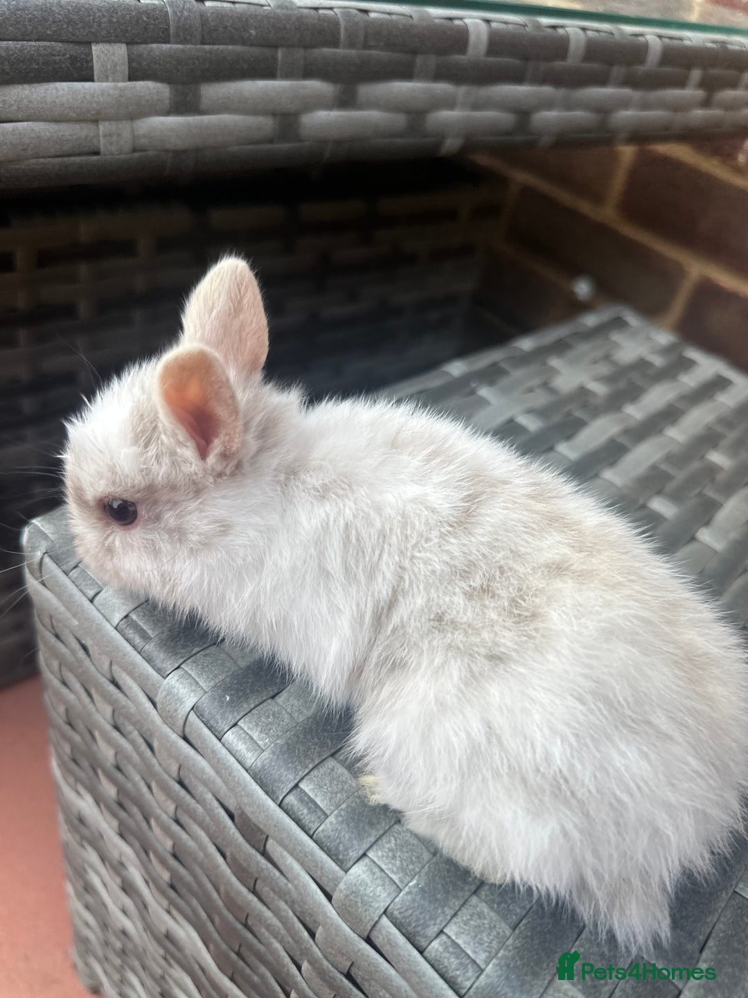 Netherland Dwarf rabbits for sale: 4 gorgeous netherland dwarfs babies - Image 4