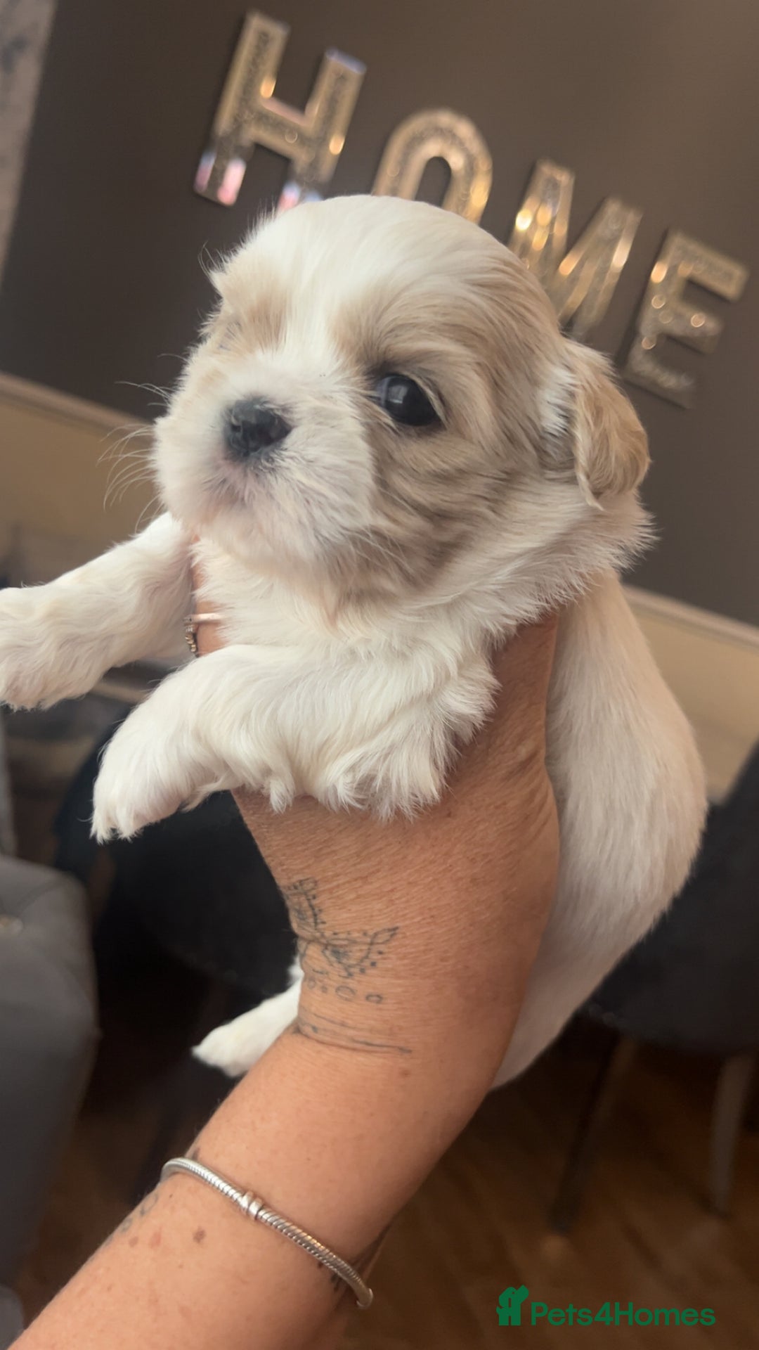 Shih Tzu dogs for sale: Cream and chocolate imperial shih tzu pups - Image 3