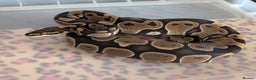 Python Snake reptiles for sale: Ball Pythons & Racks  - Advert 5