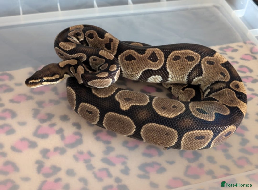 Python Snake reptiles for sale: Ball Pythons & Racks  - Image 5