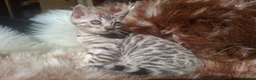 Bengal cats for sale: Show Quality Bengal Kittens – 5★ Licensed Cattery - Advert 37
