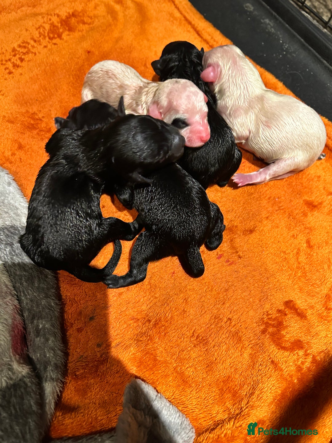 Mixed Breed dogs for sale: Stunning Shihpoo X Sproodle puppies - Image 6