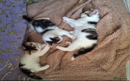 Mixed Breed cats for sale: 3 Adorable Fluffy Kittens - Image 16
