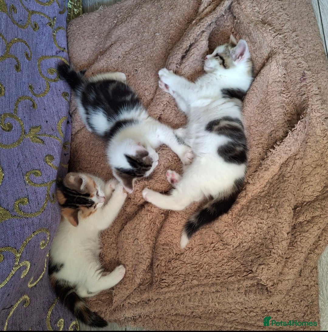 Mixed Breed cats for sale: 3 Adorable Fluffy Kittens - Image 16