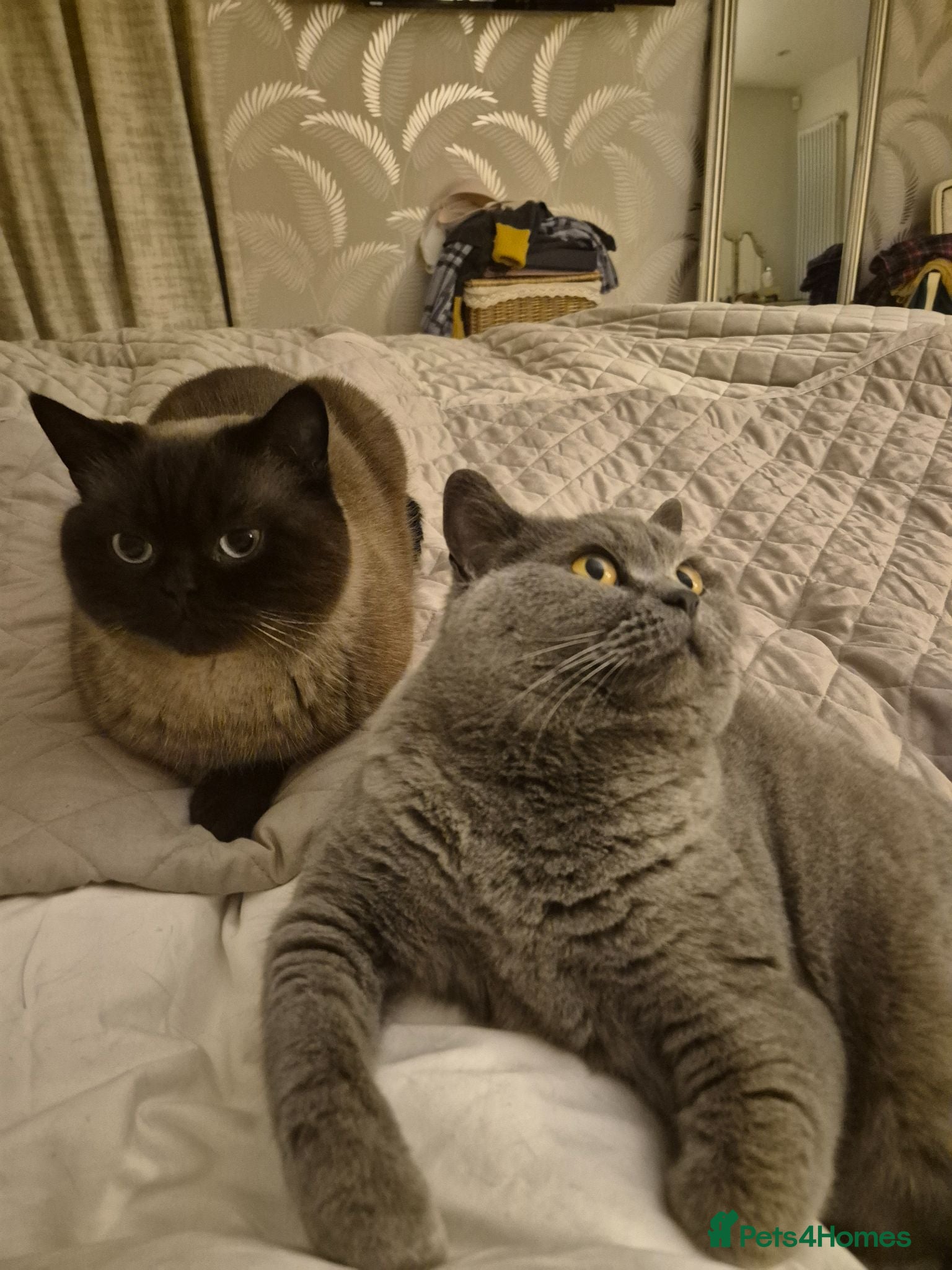 British Shorthair cats Missy & Cookie - Advert 8