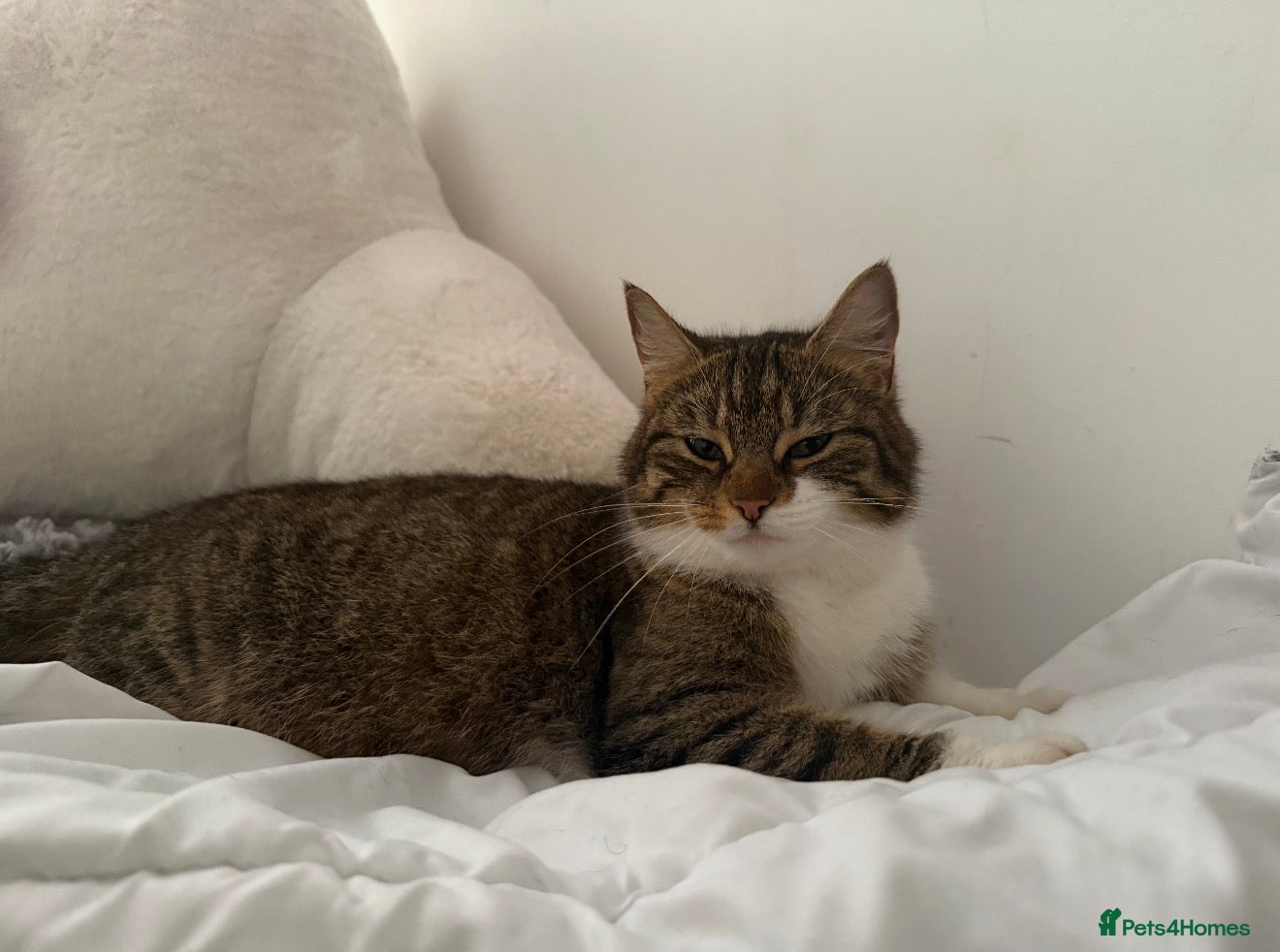 British Shorthair cats for sale: *** STUNNING KITTENS **** - Advert 1