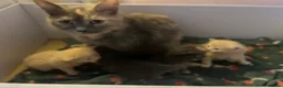 Ragdoll cats for sale: Beautiful 3/4 ragdoll kittens for 5* homes - Advert 17
