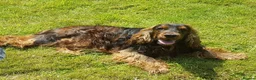 Cockapoo dogs for sale: Fully Vaccinated Merle cockapoos  - Advert 6