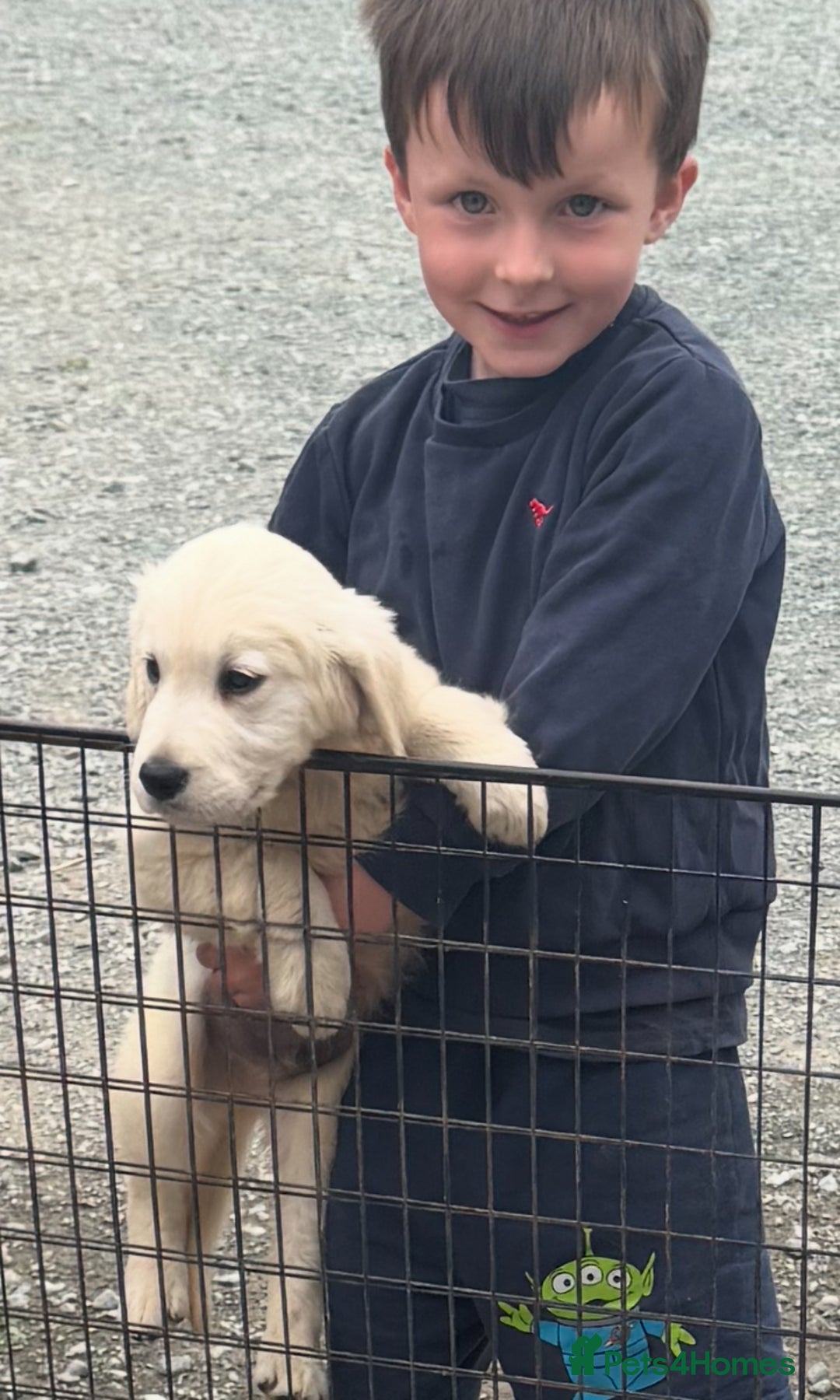 Golden Retriever dogs for sale: Healthy well socialised calm KC puppies - Image 36