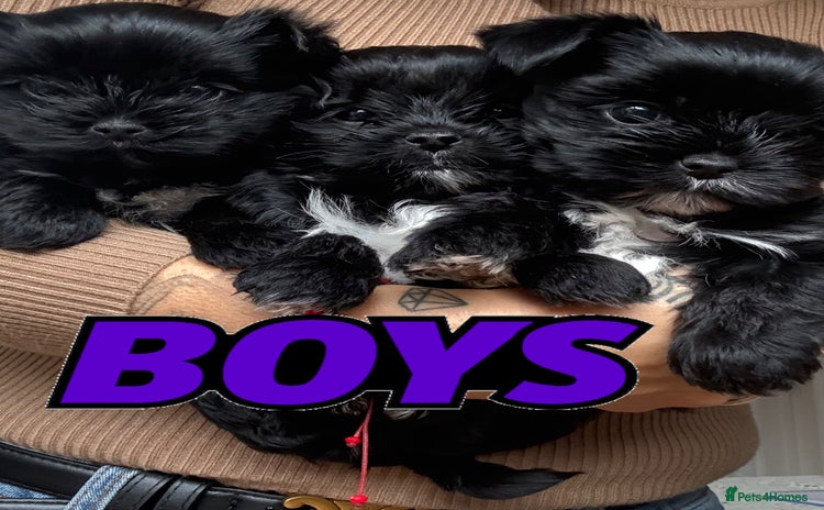 Yorkshire Terrier dogs - Advert 4
