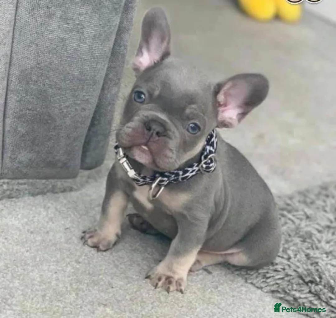 French Bulldog dogs for stud: BEAUTIFUL LILAC AND TAN FRENCH BULLDOG in Sunderland - Advert 26