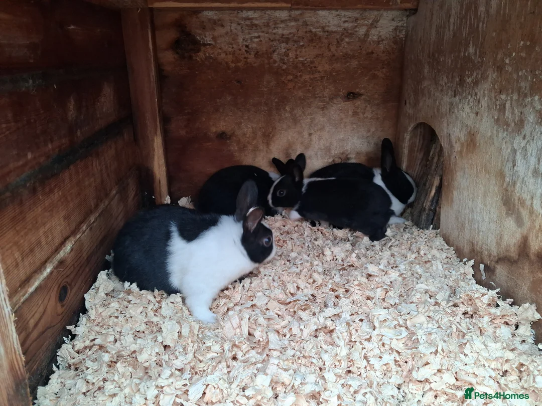 Dutch rabbits for sale: Dutch rabbits black and white - Advert 8