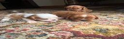 Cavalier King Charles Spaniel dogs for sale: King Charles Cavalier Puppies - Advert 10