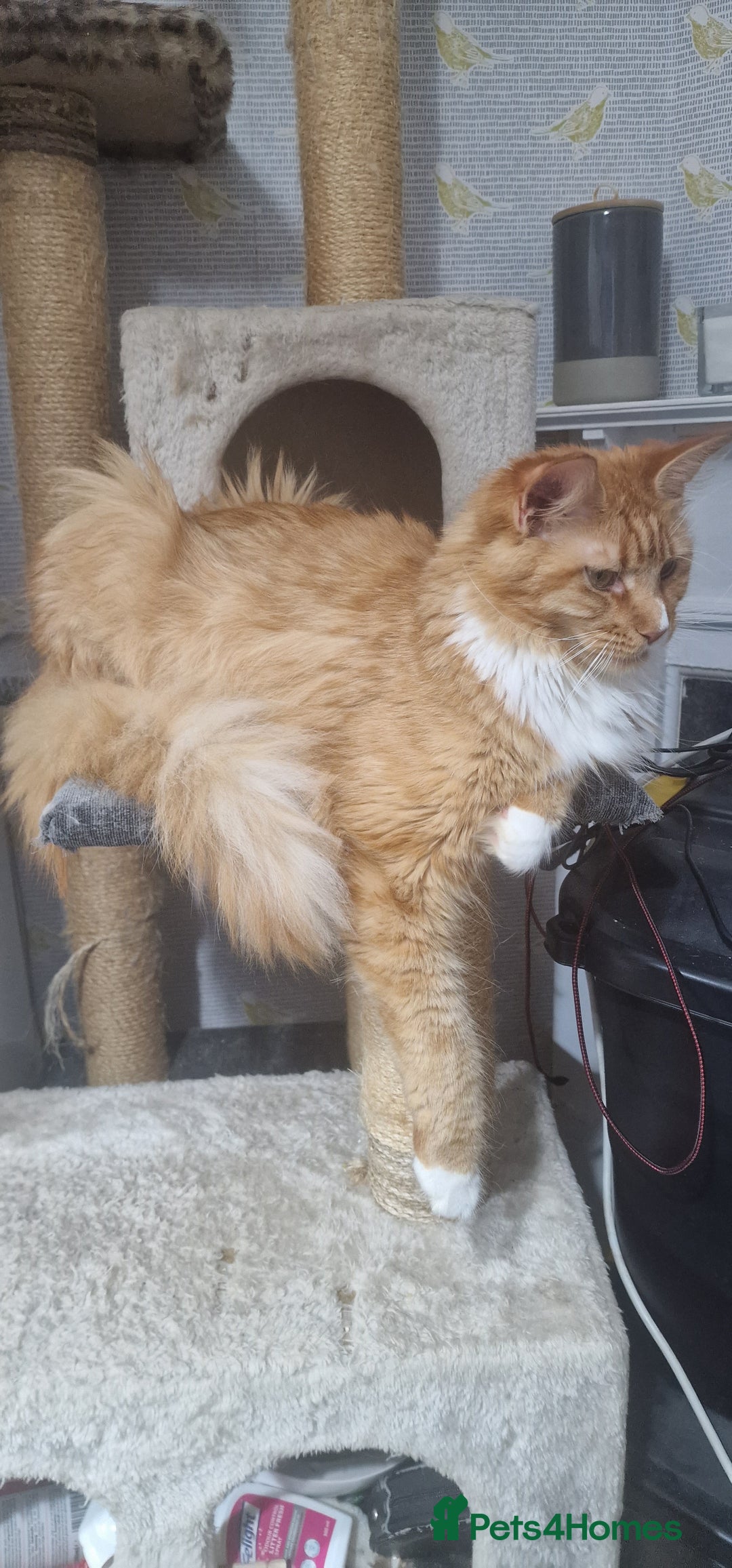 Maine Coon cats for sale: ✨ Two Beautiful Retired Pedigree Maine Coons ✨  - Advert 7