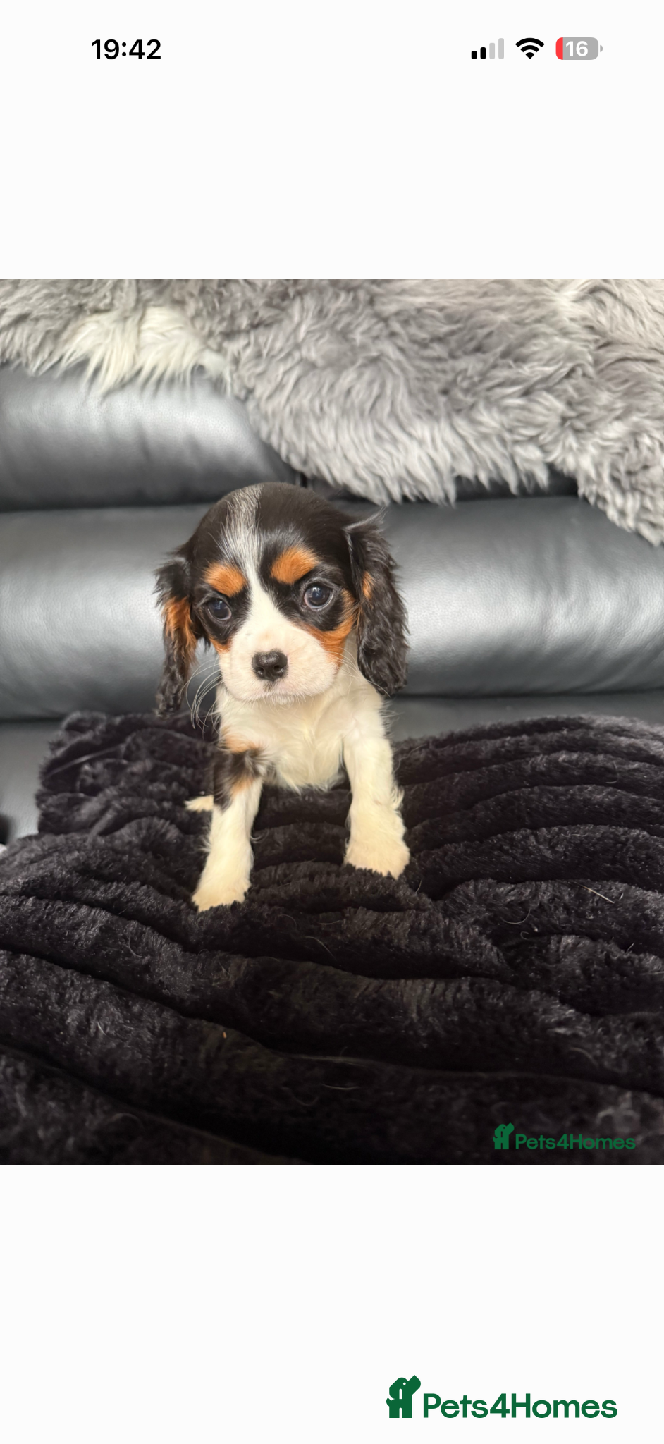 Cavalier King Charles Spaniel dogs Kc cavalier puppies dna clear  - Advert 2