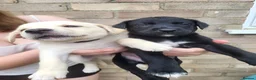 Mixed Breed dogs for sale: Beautiful Labrador x Lurcher puppies  in Eye - Advert 2