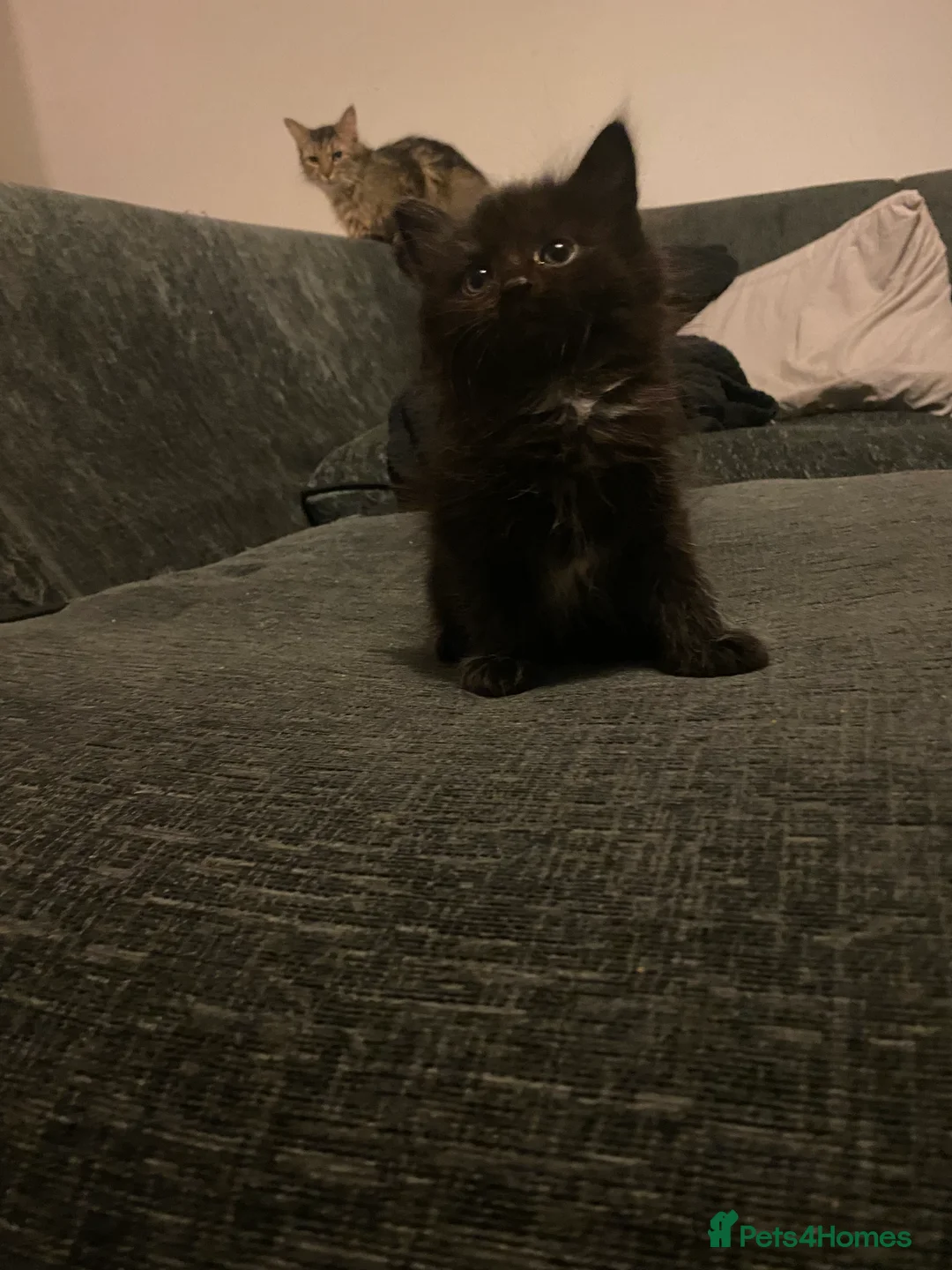 Mixed Breed cats for sale: beautiful kittens for sale *1 left* - Advert 5