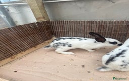 English Spot rabbits for sale: Baby English spot rabbits  - Image 9