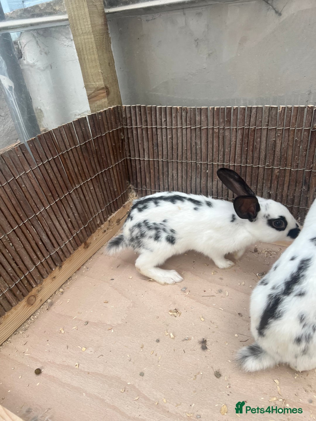 English Spot rabbits for sale: Baby English spot rabbits  - Image 9