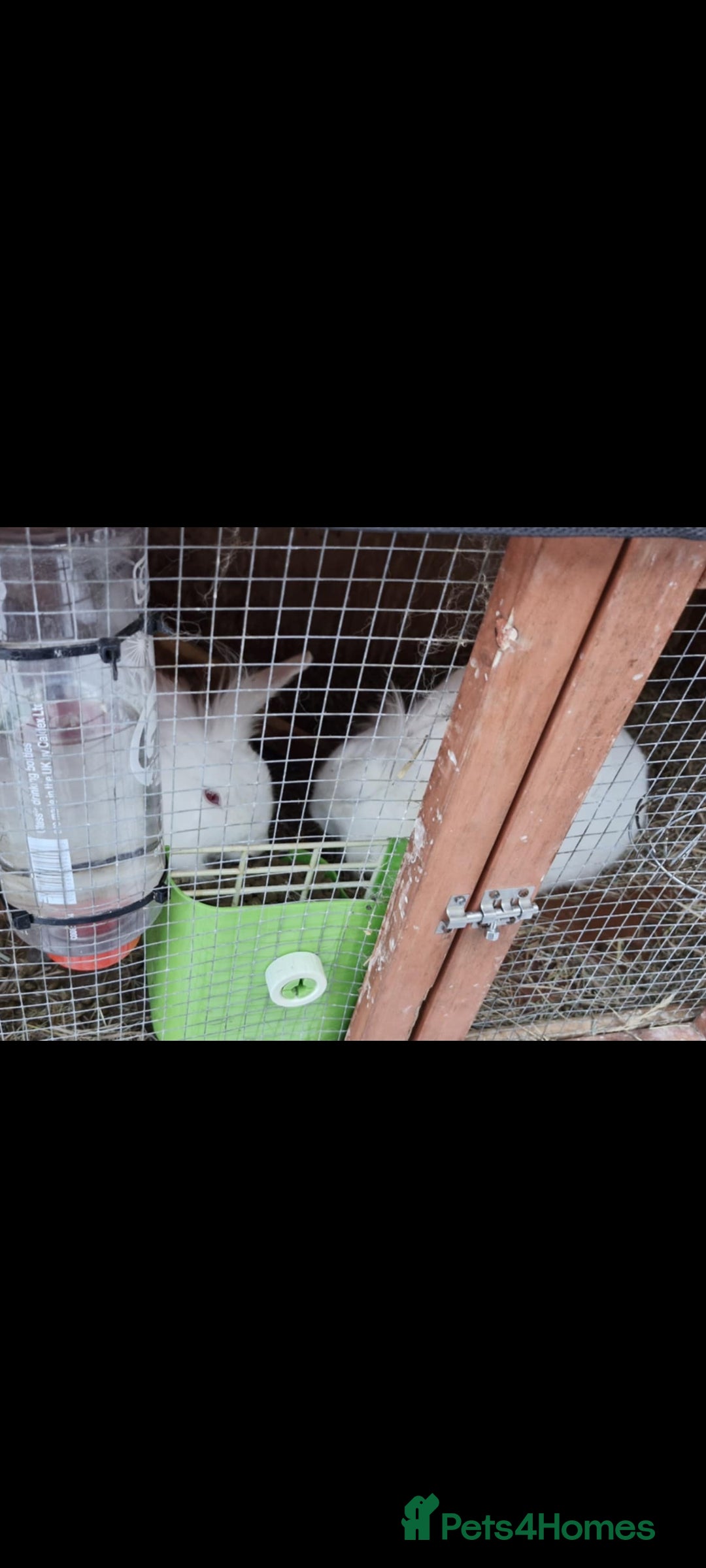 Mini Lion Lop rabbits for sale: 2 Rabbits - Advert 3