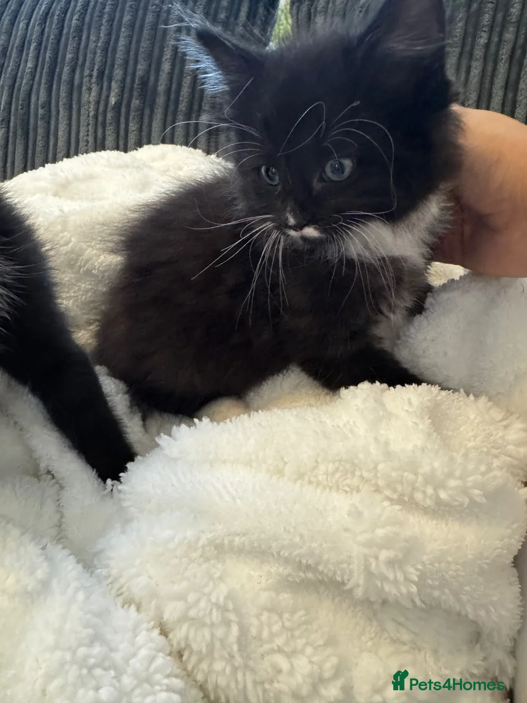 Mixed Breed cats for sale: Beautiful kittens ready for loving homes in Eastbourne - Advert 2